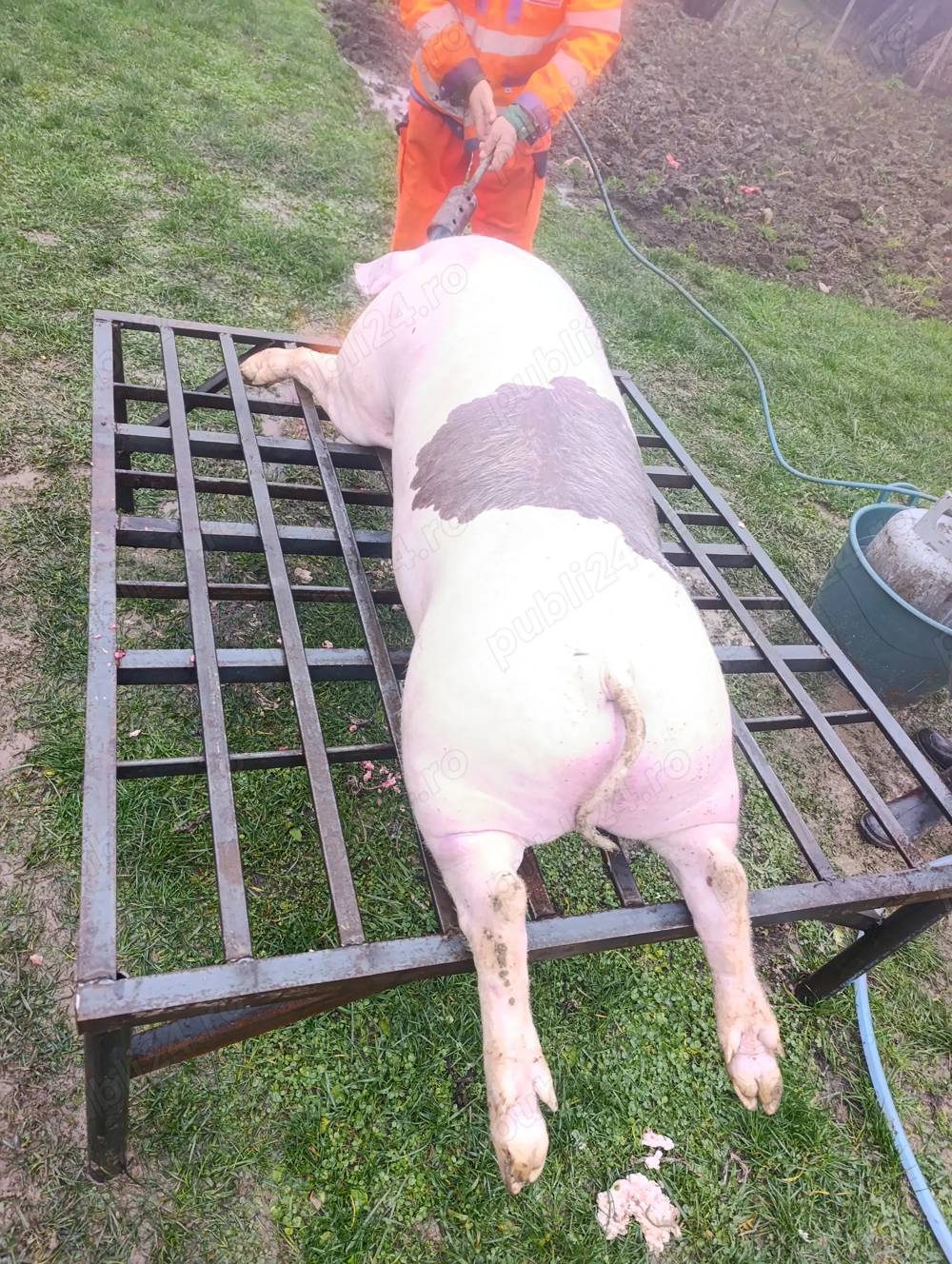 Disponibil porci între 110-140kg.