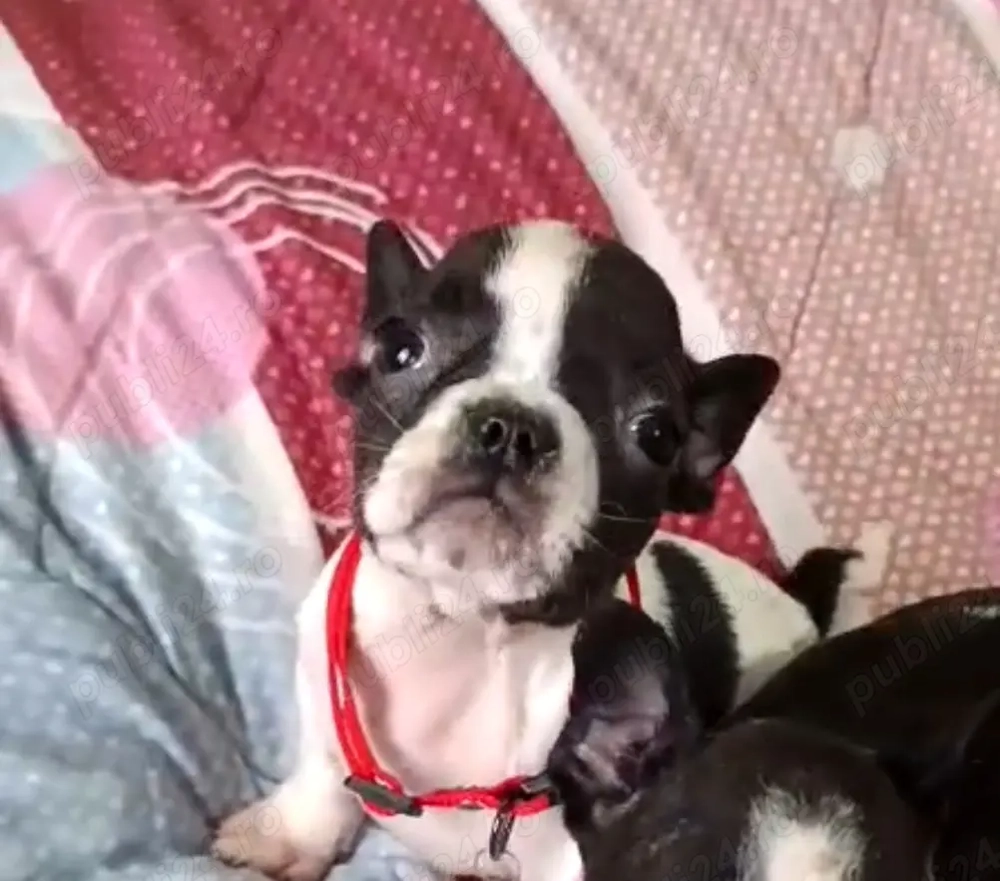 Fetița de buldog francez 