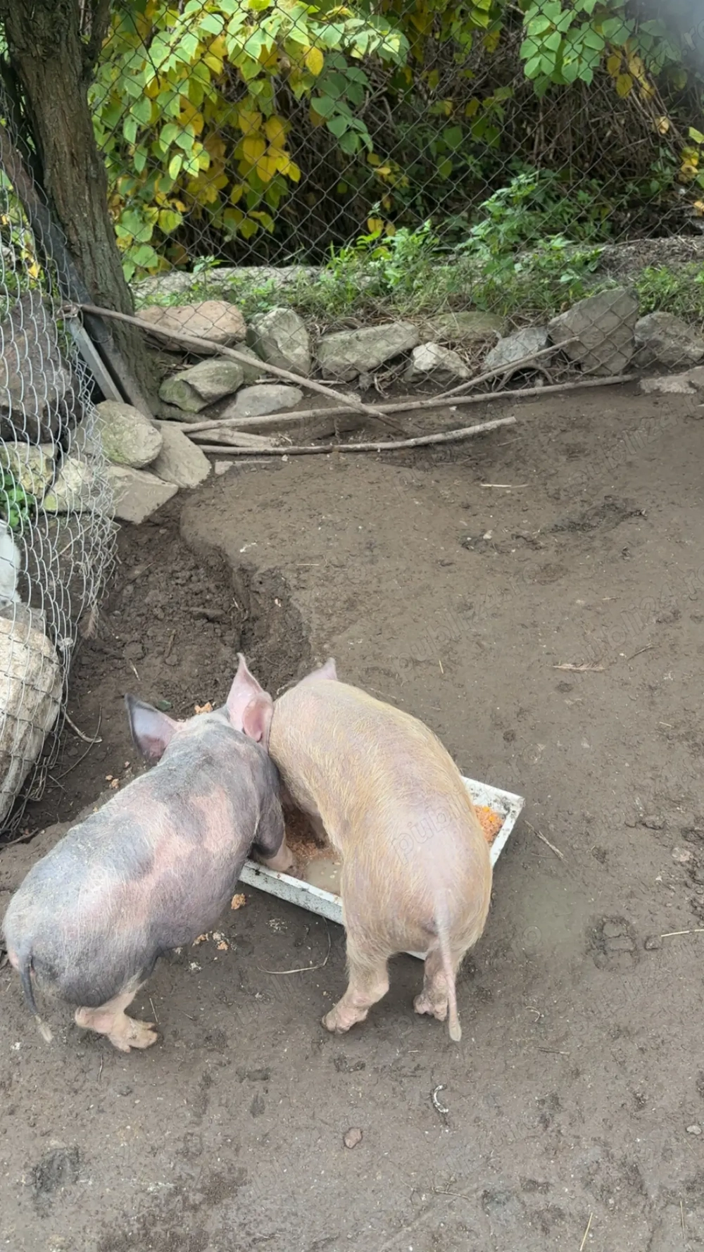 Vând purcei de carne 