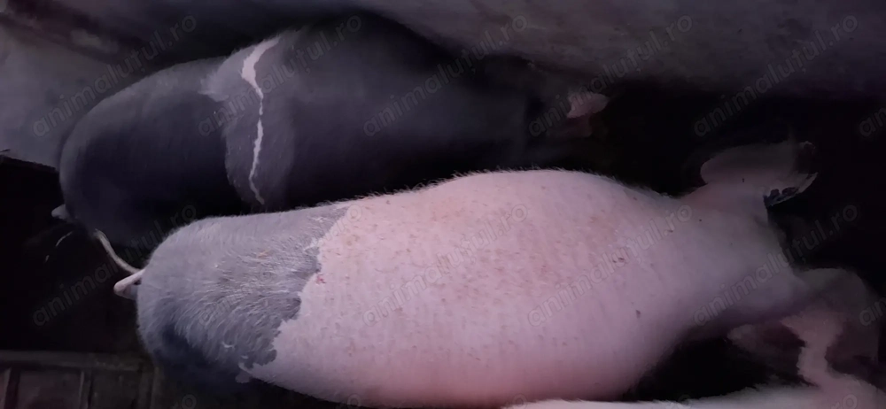 Vând scrofite Bazna cu Petreain, aprox. 100-140 kg