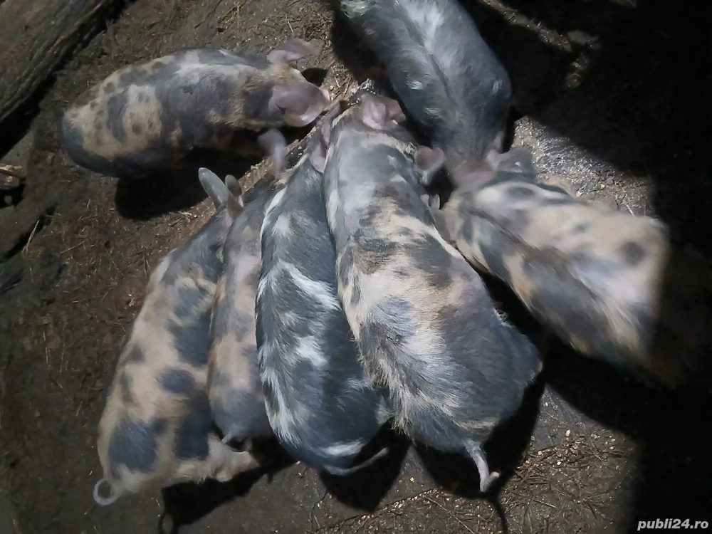 vand purcei de 10 saptamani 