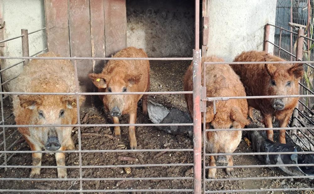 Vand porci pur mangalita crescuti cu alimentatie bio