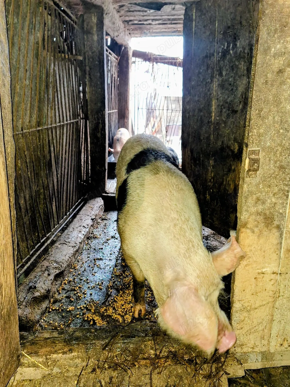 Vand porc gras in comuna SICHEVITA. Pret si detali la telefon.