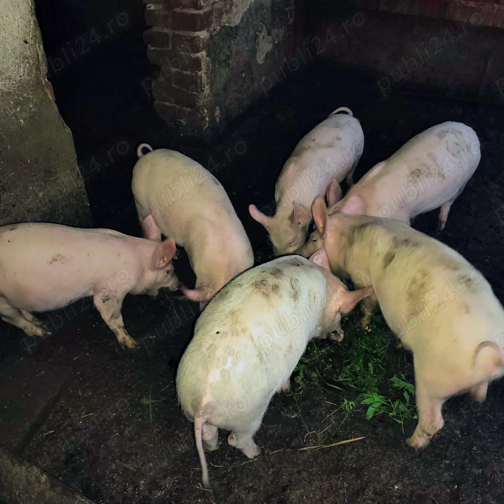 Vand purcei de 4 luni