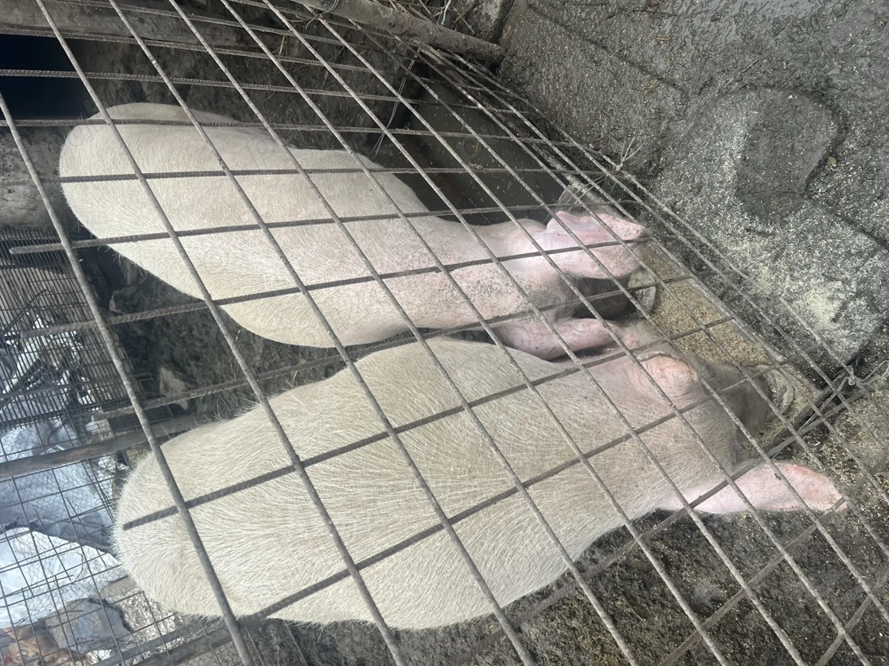 Porci de vânzare Saveni