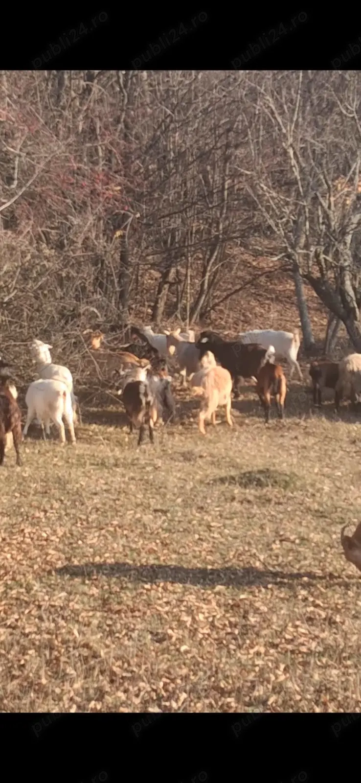Vând capre ,oi ,țapi și vaca gestanta 