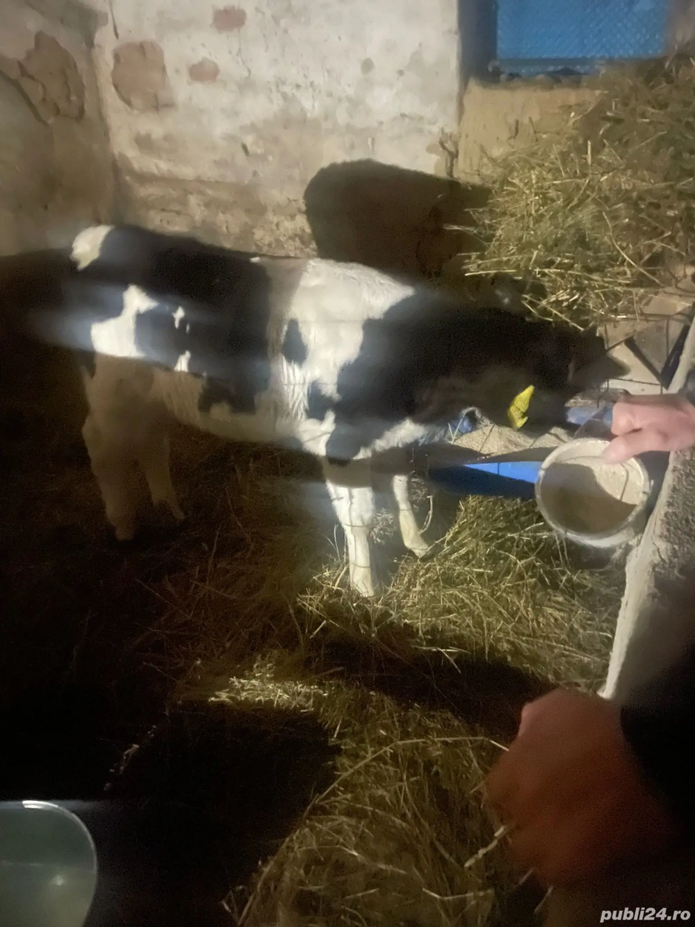 Vand  tauras intarcat  100 kg