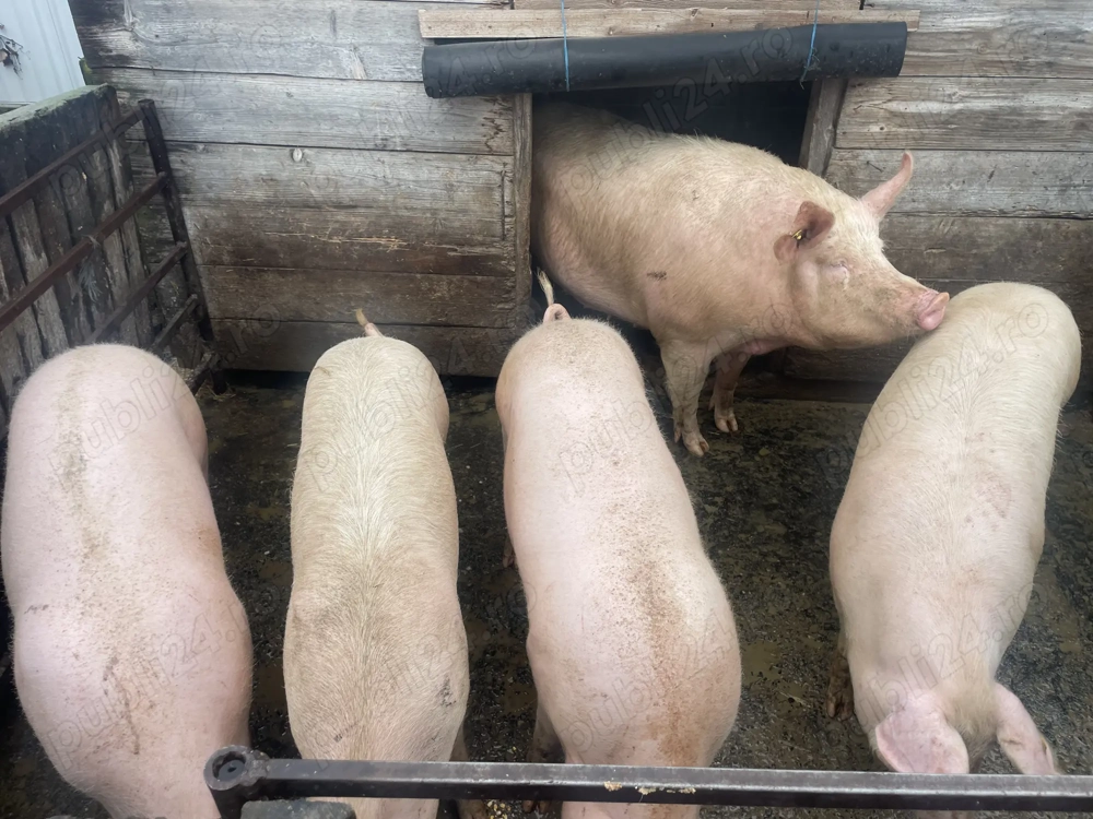 Porci de vânzare 