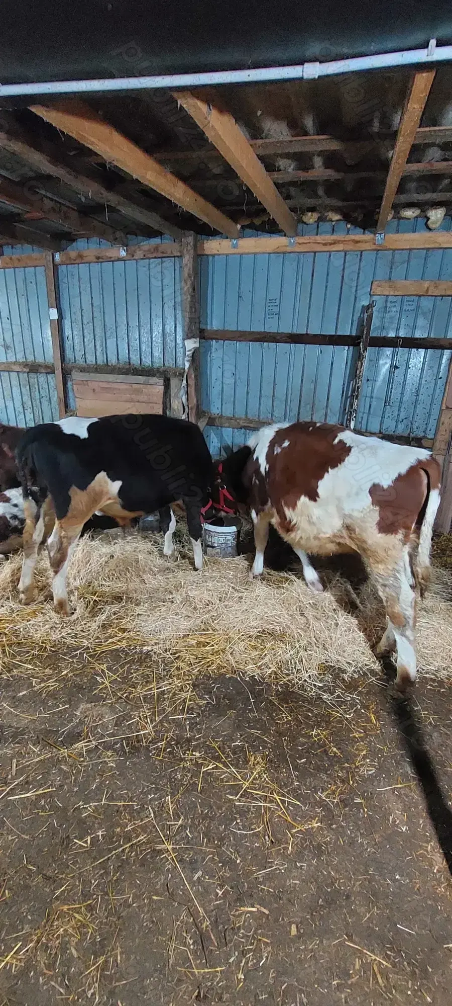 Vand 2 taurasi sau schimb 