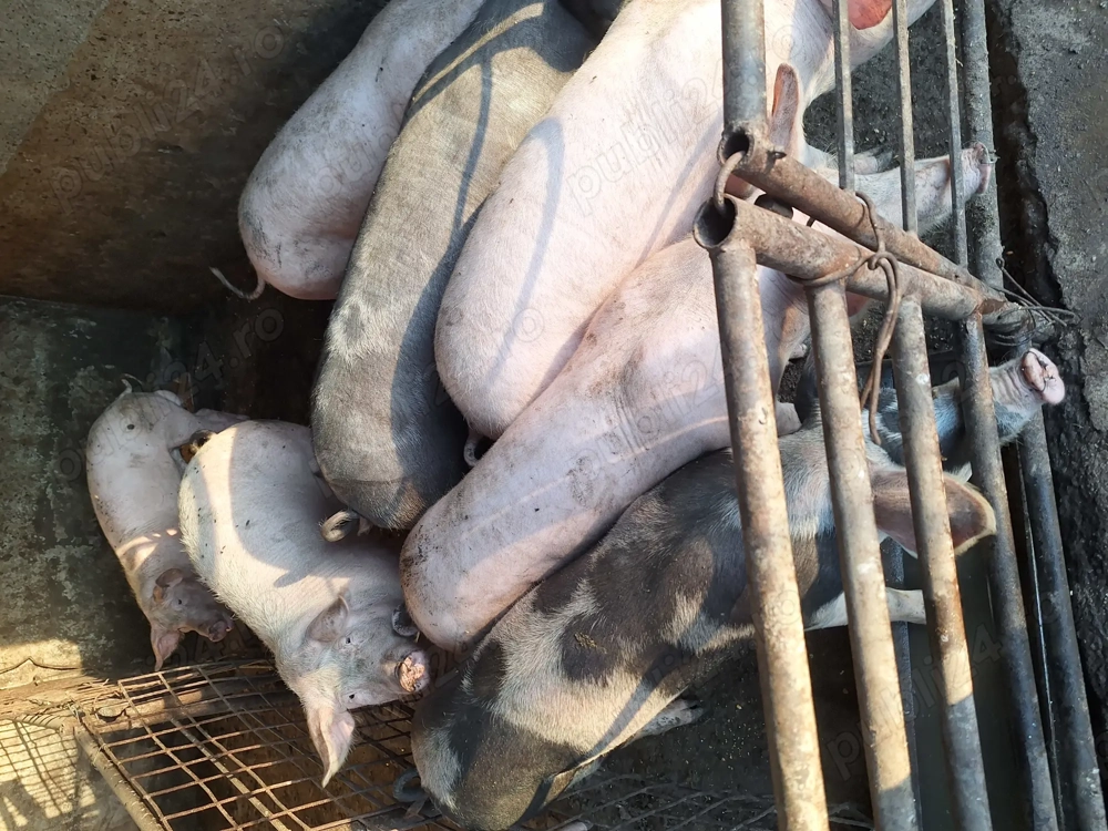 Porci crescuti ecologic