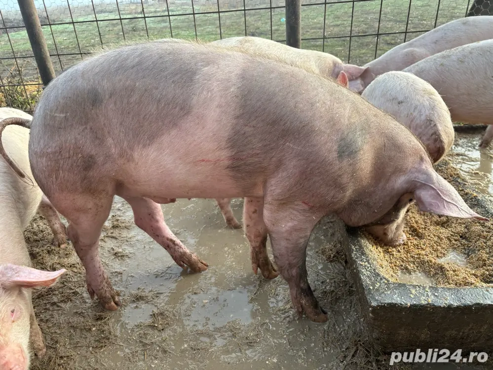 Vand purcel de prasila