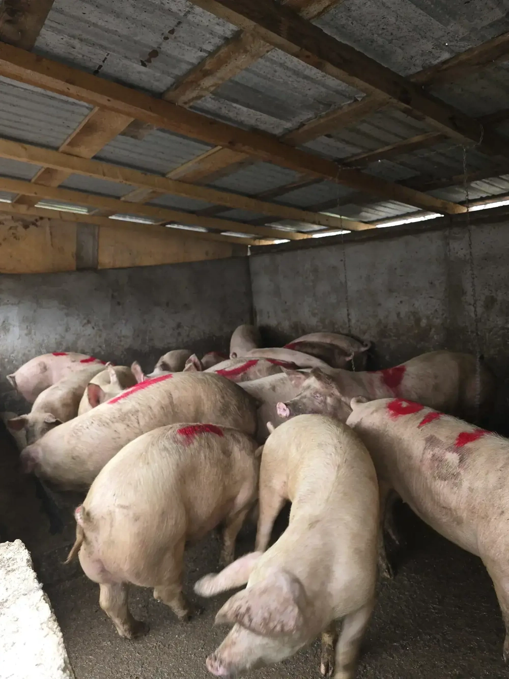 Porci pentru Crăciun 