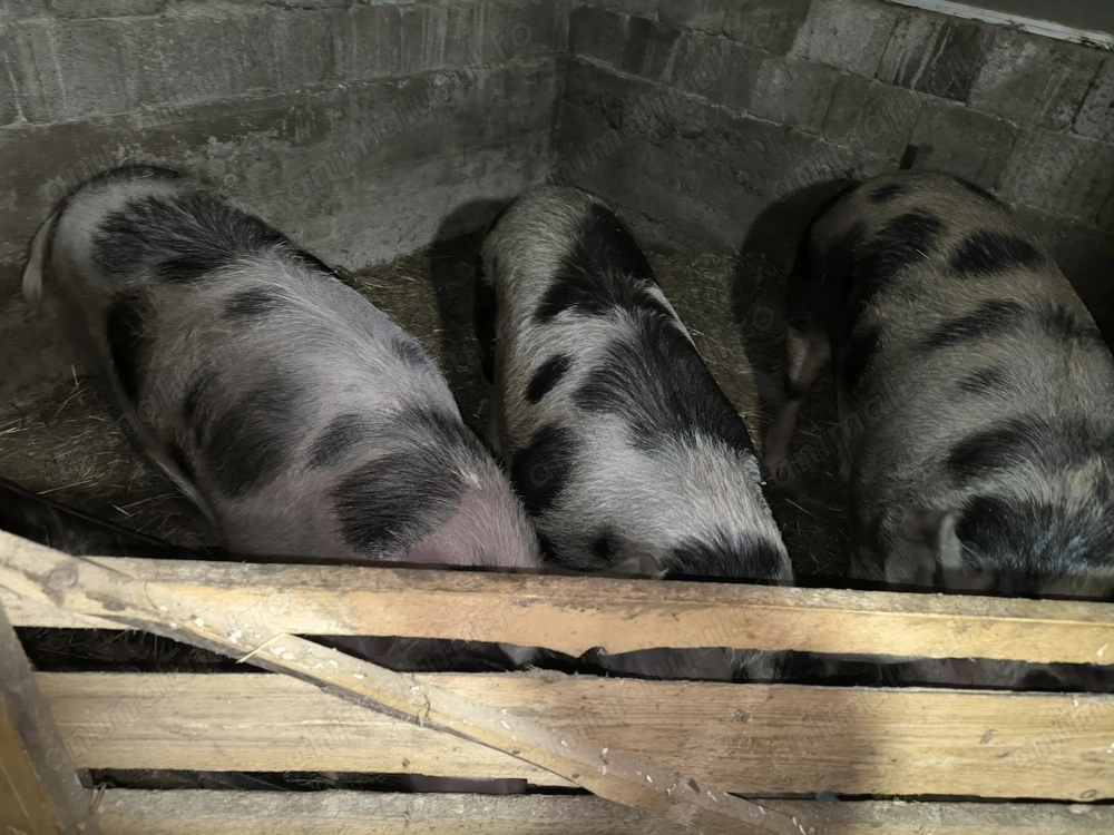 Vând porci rasa petrean.