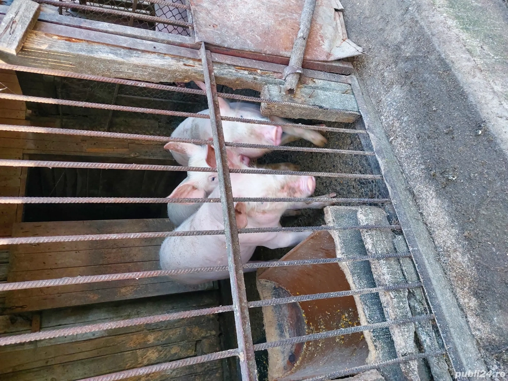 porci de vanzare 