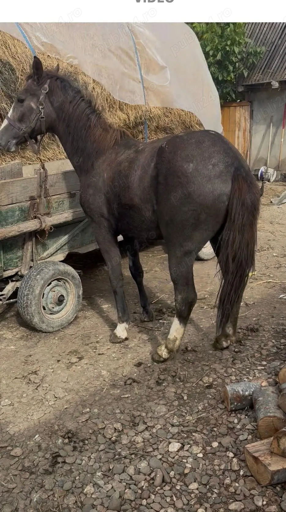 Vând noatin un an și trei luni relații la telefon  