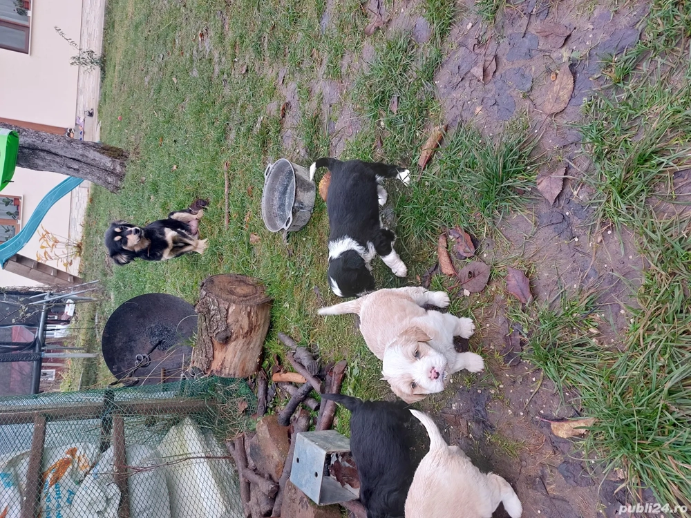 căței bichon disponibili