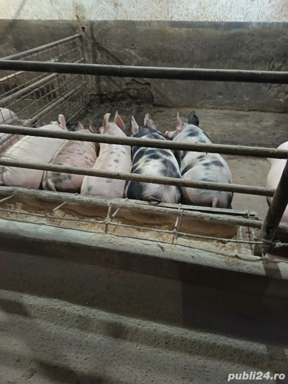 Porci pentru sacrificat 