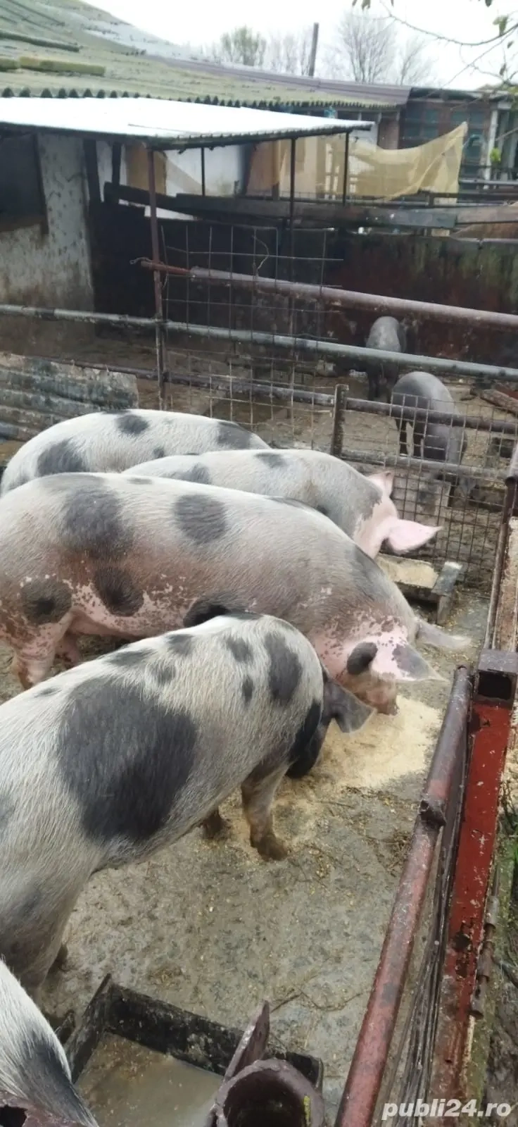 Porci carne de vânzare in Fetesti - Stelnica - Ialomita - Calarasi