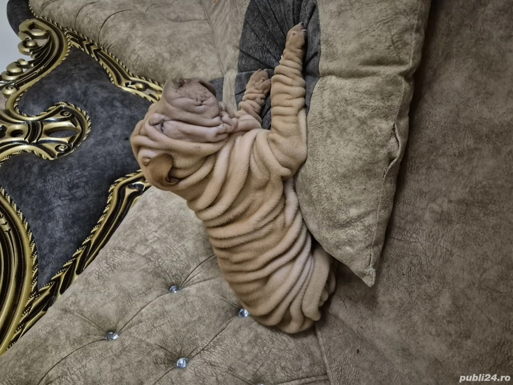 Shar pei cu pedigree 