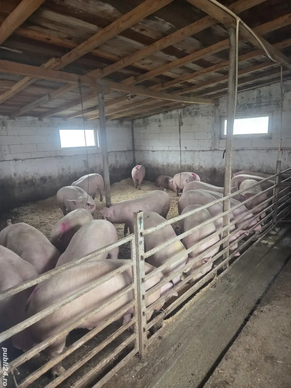 vand porci 120 170 de kg