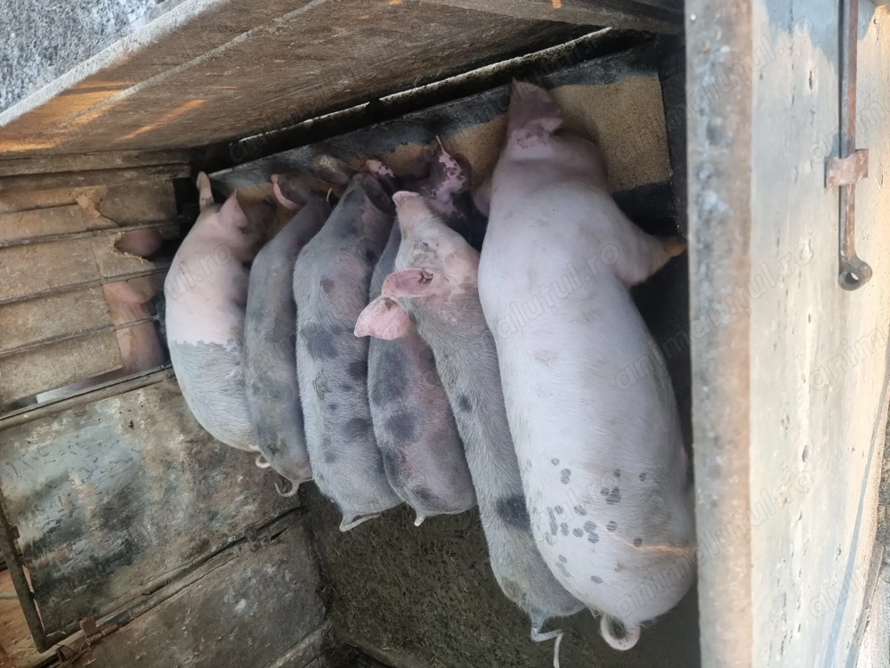 grăsuni  40.50 kg  petran  și marele alb cu landrax   3 masculi și 3 fetite  crescuti cu porumb