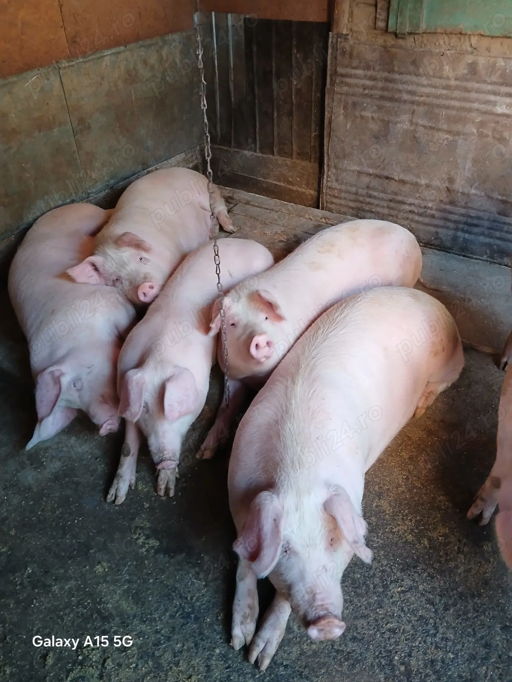 Porc de casă de vânzare 