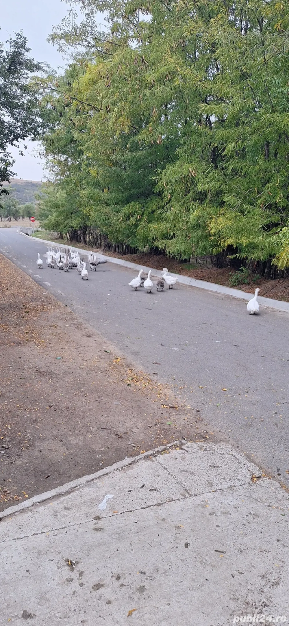 vand gaste de crescut sau de taiat 