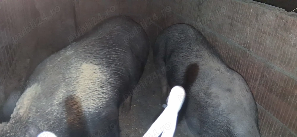 Vând porci pt sacrificat 