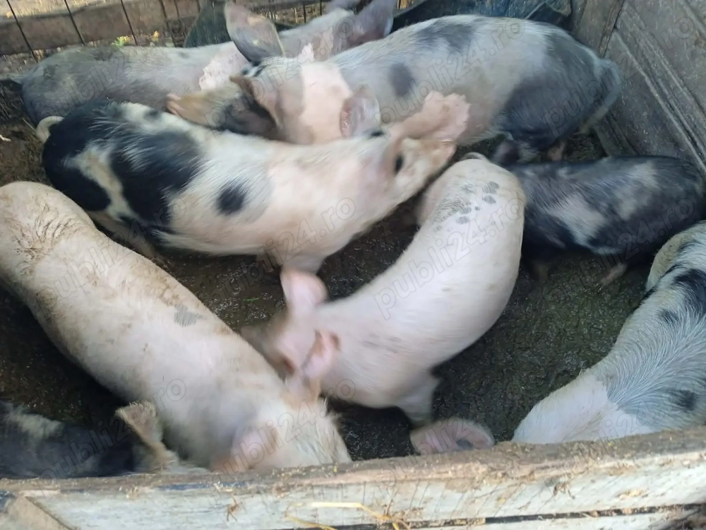 Vând purcei rezistenți la boli