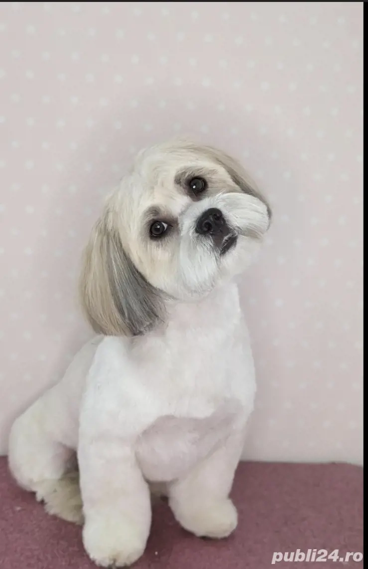 Tundem caine la domiciliu 