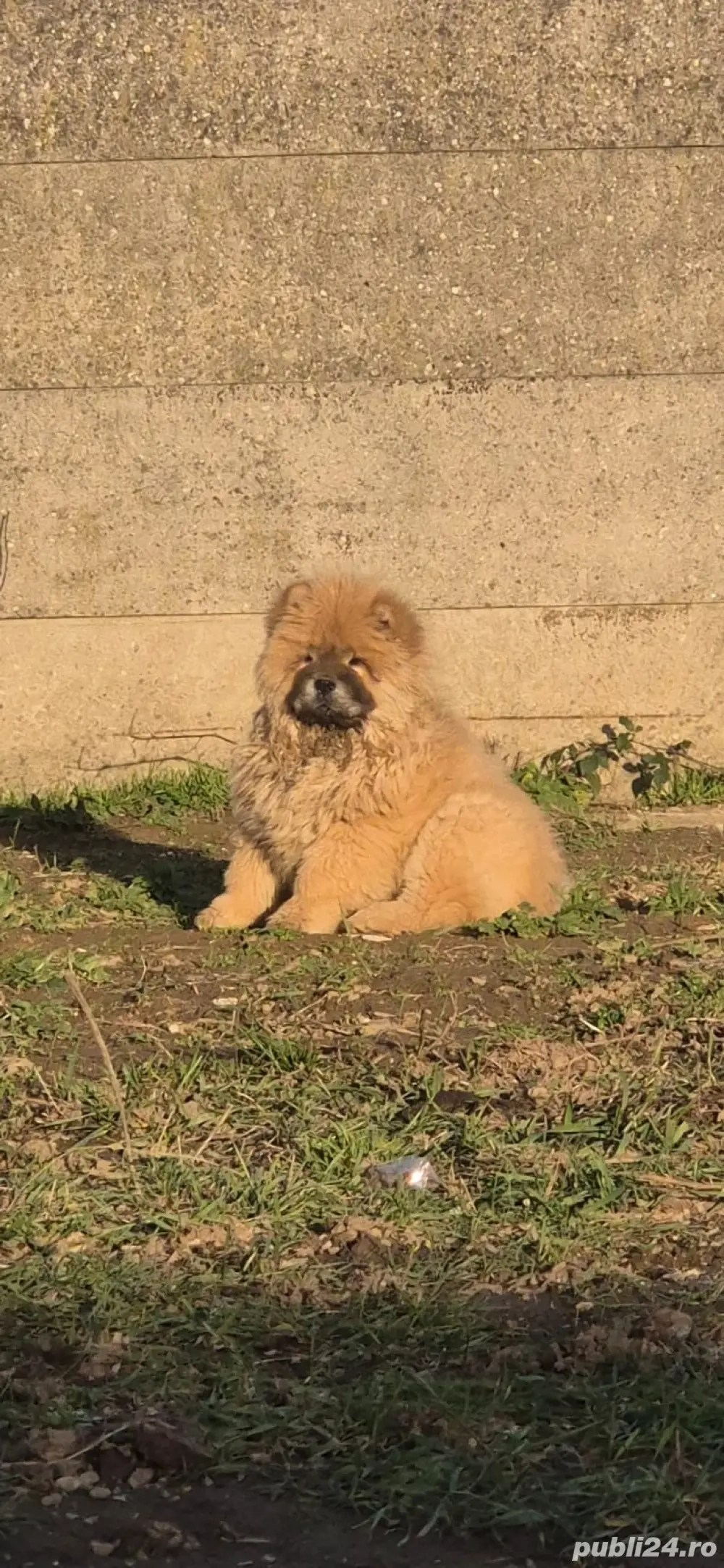 Pui baiat Chow Chow 4 luni