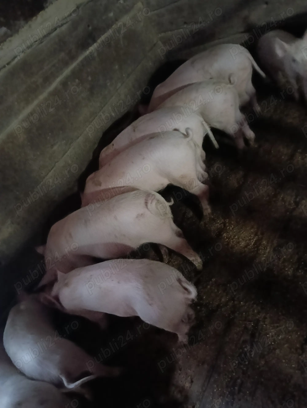 Vând porci 12 săptămâni 