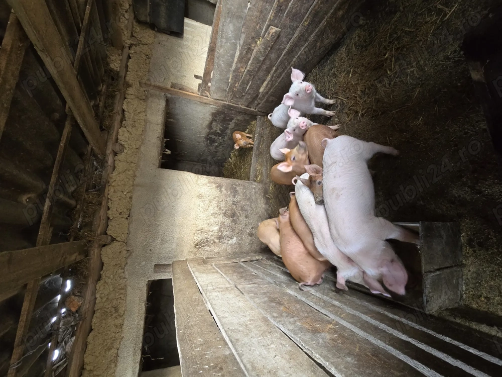 Vand purcei de carne!