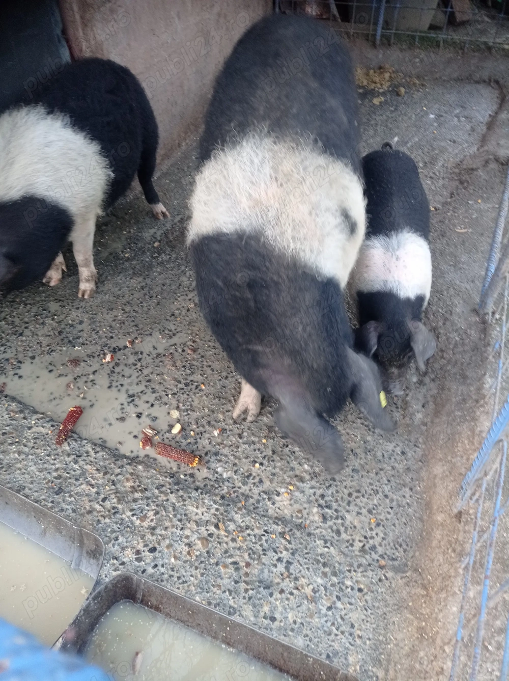 Porci de diferite kg detalii la telefon 