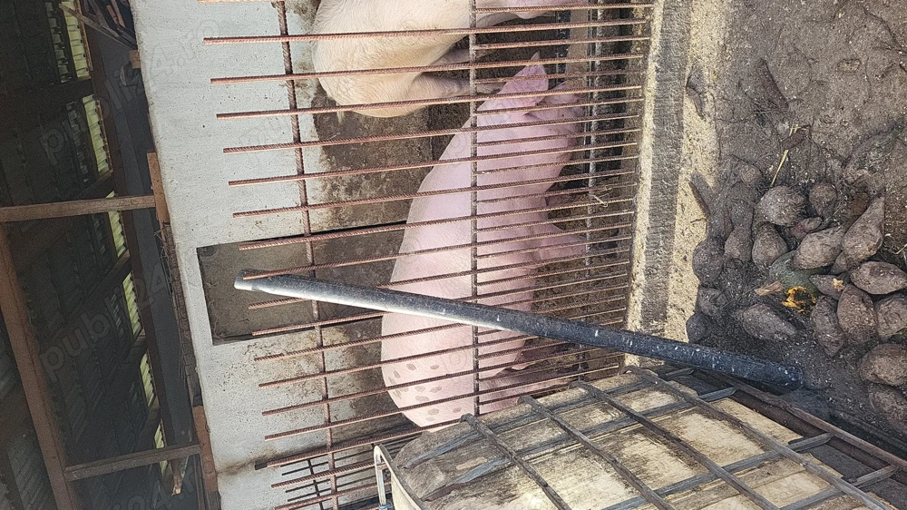 Vând 3 porci grași 