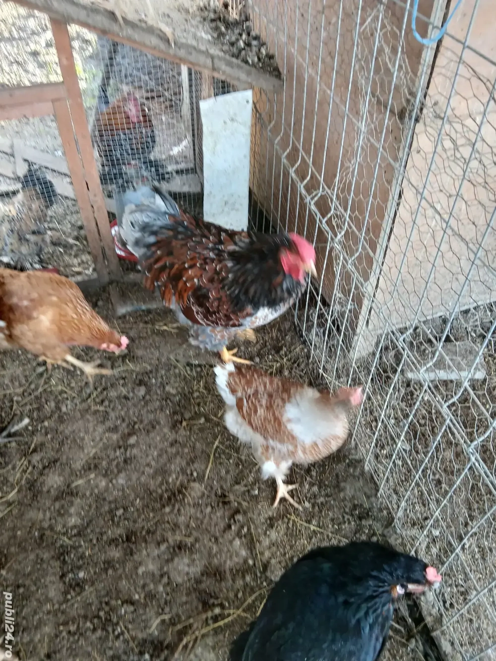 Gaini wiandote pereche  schimb