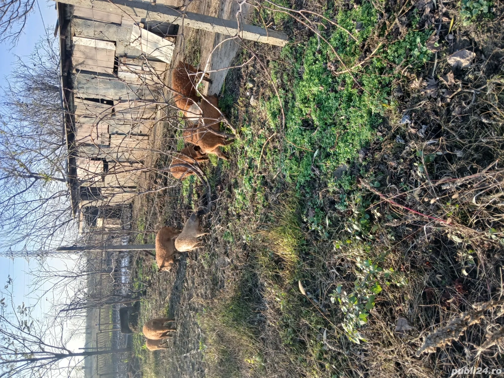 Purcei de rasa Mangalita 