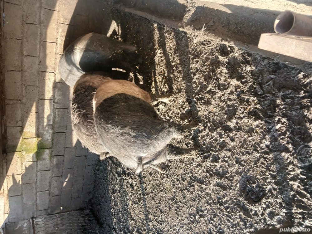 Vind porci Bazna pentru sacrificat 