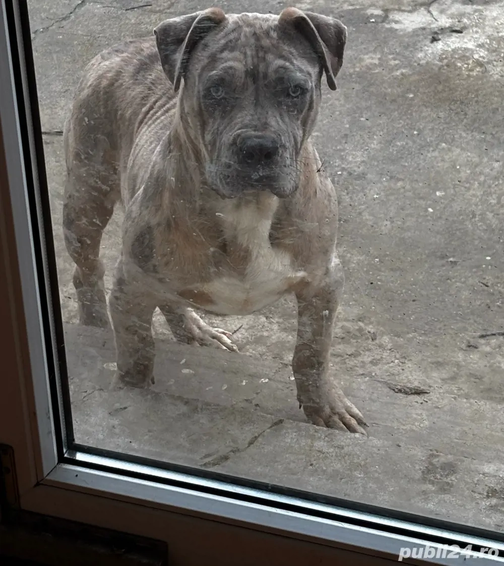 American Bully XL Merle-ABKC - linie de top