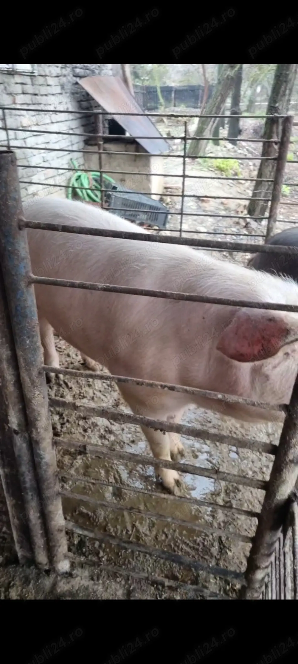 Vand porc pentru sacrificat marele alb cu landrace 15 lei kg in viu sau 20 taiat 