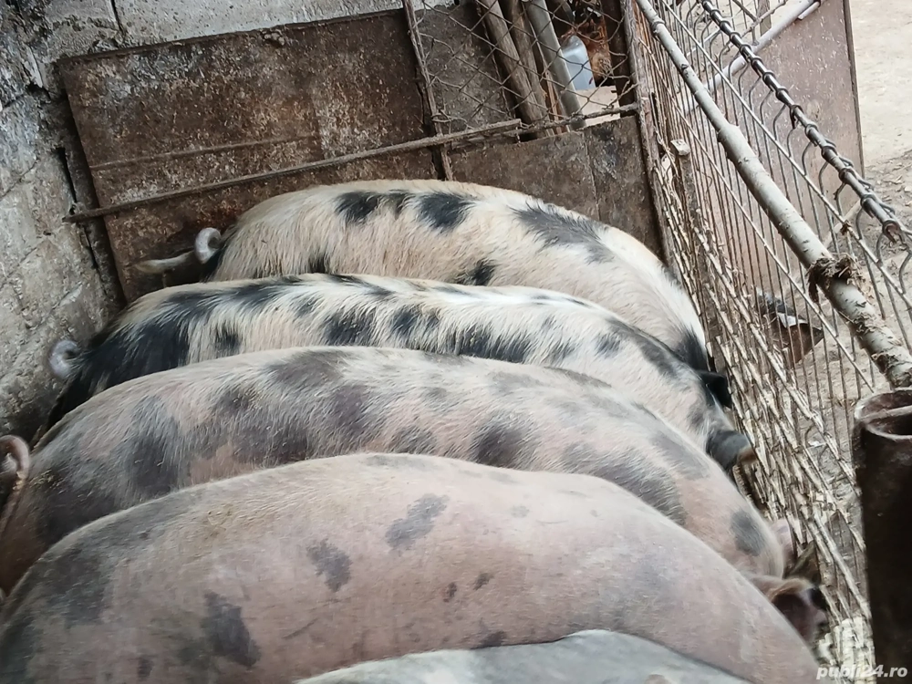 Porci de vânzare 
