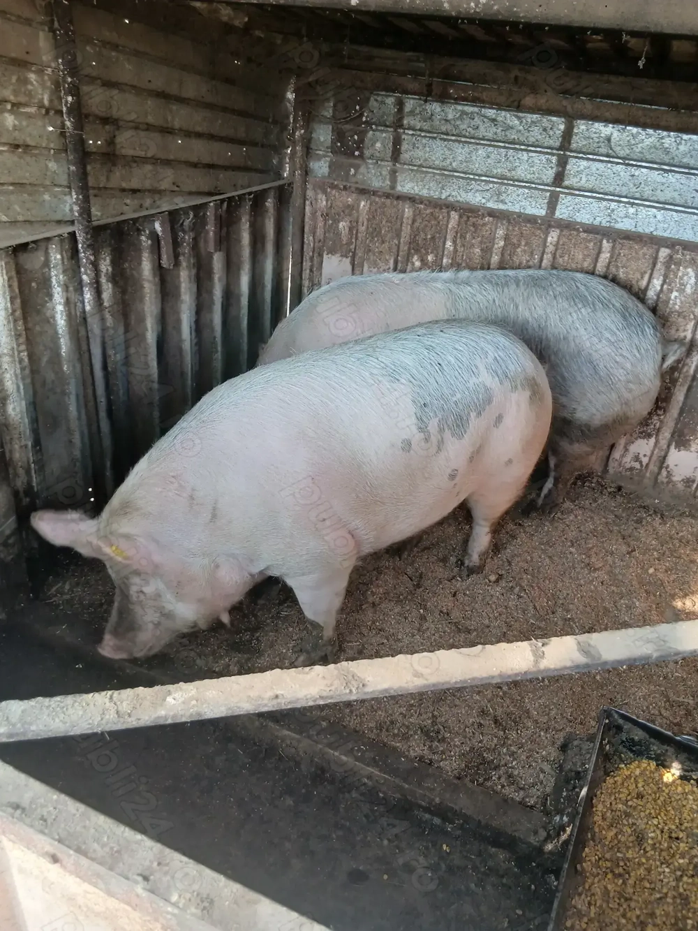 Vând porc.între 220 -250 kg.preț 17 lei kg în viu