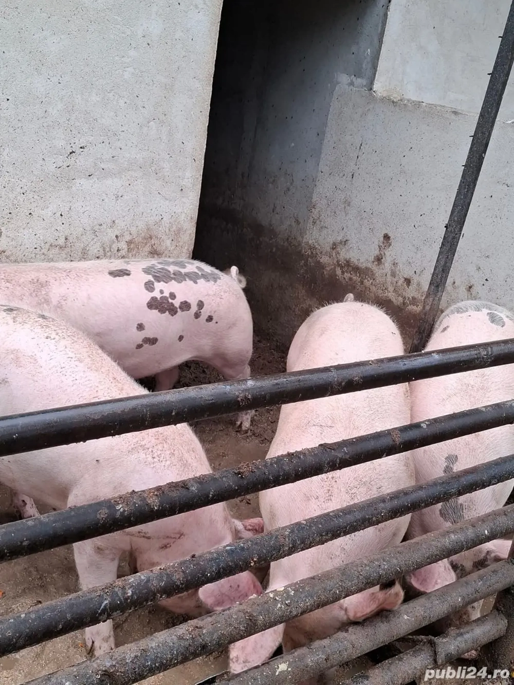 porci crescuți în gospodărie 