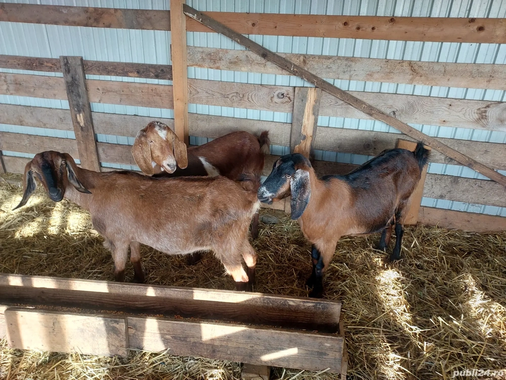 Vând 3 capre anglonubiene