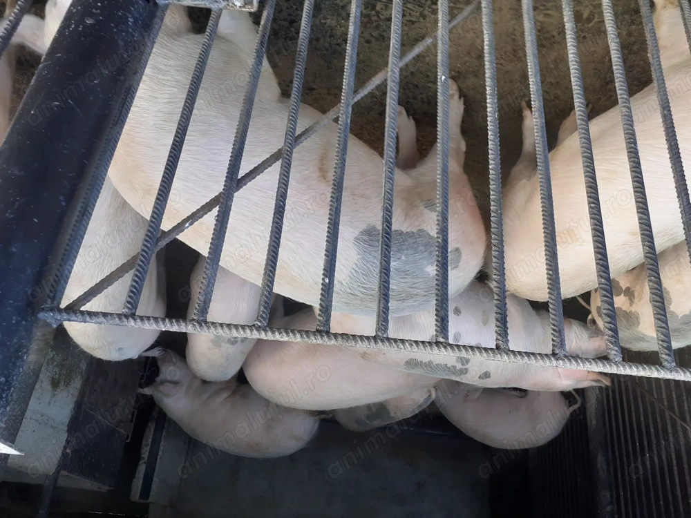 Vând porci rasa marele alb