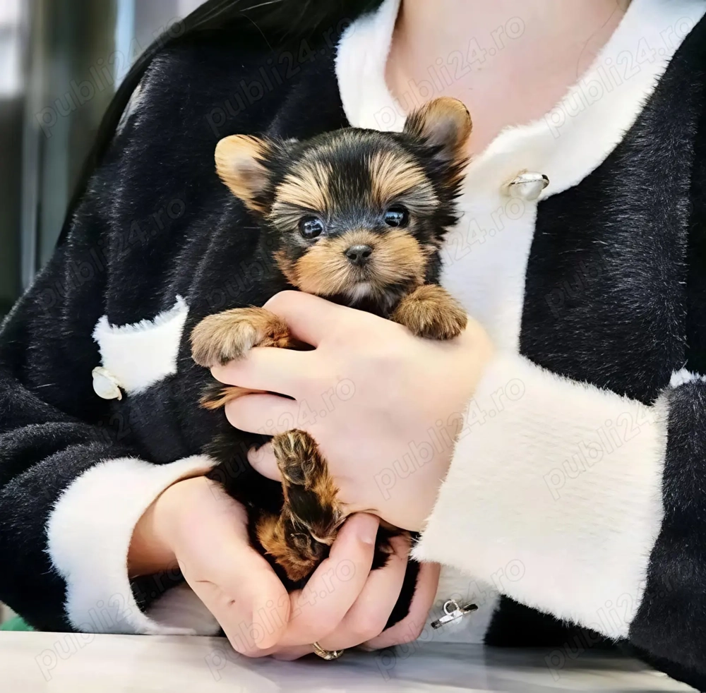 Yorkshire mini Toy transport gratuit 