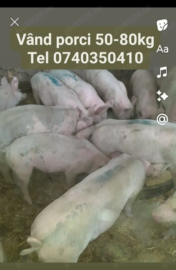 Vând porci 50kg -80kg