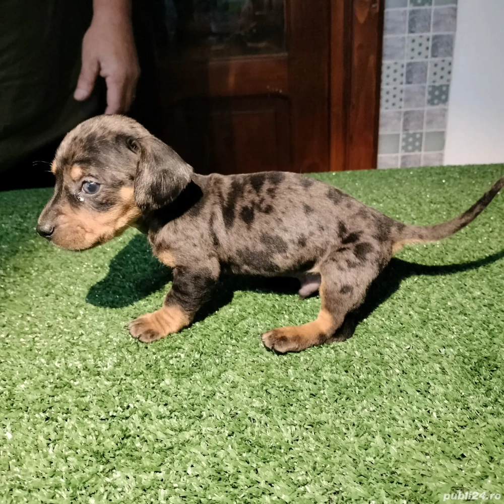 Teckeli 6 săptămâni 