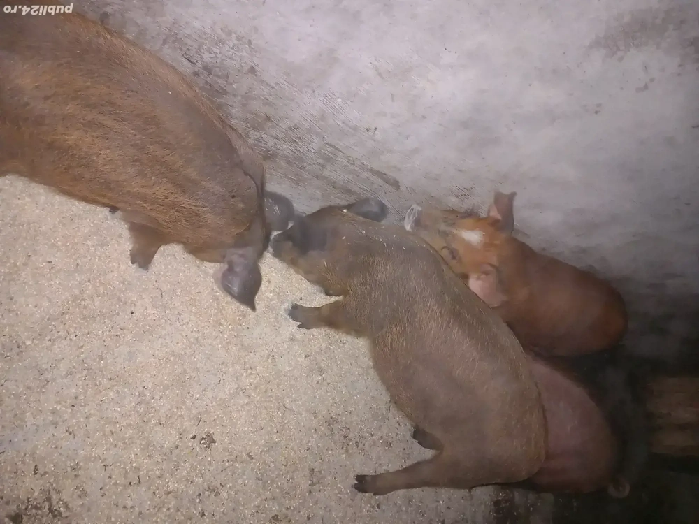 purcei de 10 saptamani 