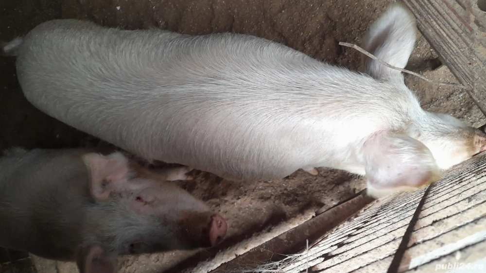 Vând porci și purceluși de casă . Asigur condiții pentru sacrificare și pregătirea mezelurilor.